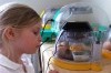 Children can see the chicks hatching- the incubators are chosen for their excellent visibility and ease of use
