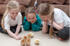 Children are fascinated by the chicks