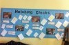 Selection of work done by children at a school following one of our hatching eggs experiences 
